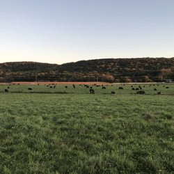 Cotton Cattle