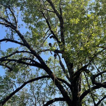 LongView Tree Care - a man on a rope in a tree - Tree Services Near Me - Sebastopol, California LongView Tree Care - a man on a rope in a tree - Tree Services Near Me - Sebastopol, California