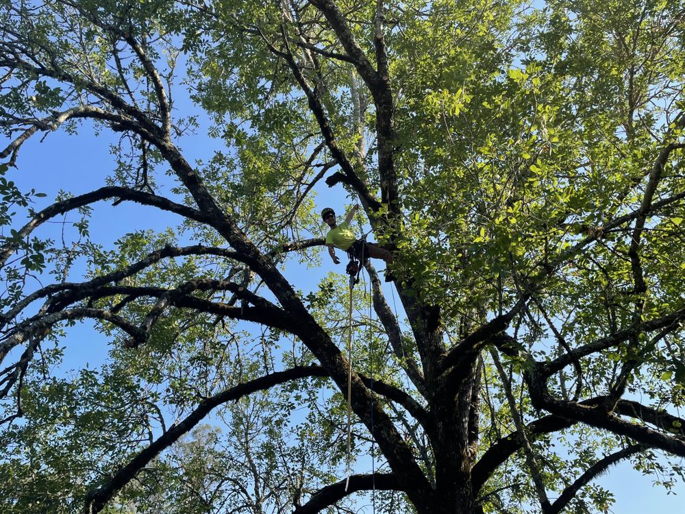 LONGVIEW TREE CARE 4395 Vine Hill Rd, Sebastopol, California Tree Services Phone Number Yelp