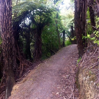 Arch Hill Scenic Reserve - Mountain Biking Near Me - Auckland, AUK