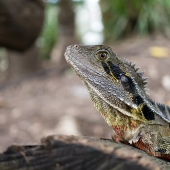 Lone Pine Koala Sanctuary - reptile - Zoos Near Me - Fig Tree Pocket, QLD Lone Pine Koala Sanctuary - reptile - Zoos Near Me - Fig Tree Pocket, QLD