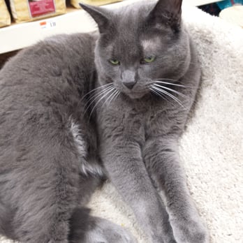 Pet Supplies Plus Bloomfield Hills - Store kitty, awwww - Pet Stores Near Me - Bloomfield Hills, Michigan Pet Supplies Plus Bloomfield Hills - Store kitty, awwww - Pet Stores Near Me - Bloomfield Hills, Michigan