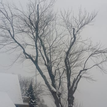 Sky Guy Tree Service - After removing all the dead and unhealthy branches. - Tree Services Near Me Sky Guy Tree Service - After removing all the dead and unhealthy branches. - Tree Services Near Me