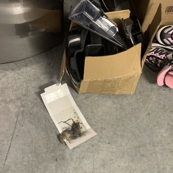 West Coast Self Storage - Mice in storage rooms. Will leave droppings all over the place and your personal belongings smelling bad. - Self Storage Near Me - Santa Clara, California West Coast Self Storage - Mice in storage rooms. Will leave droppings all over the place and your personal belongings smelling bad. - Self Storage Near Me - Santa Clara, California