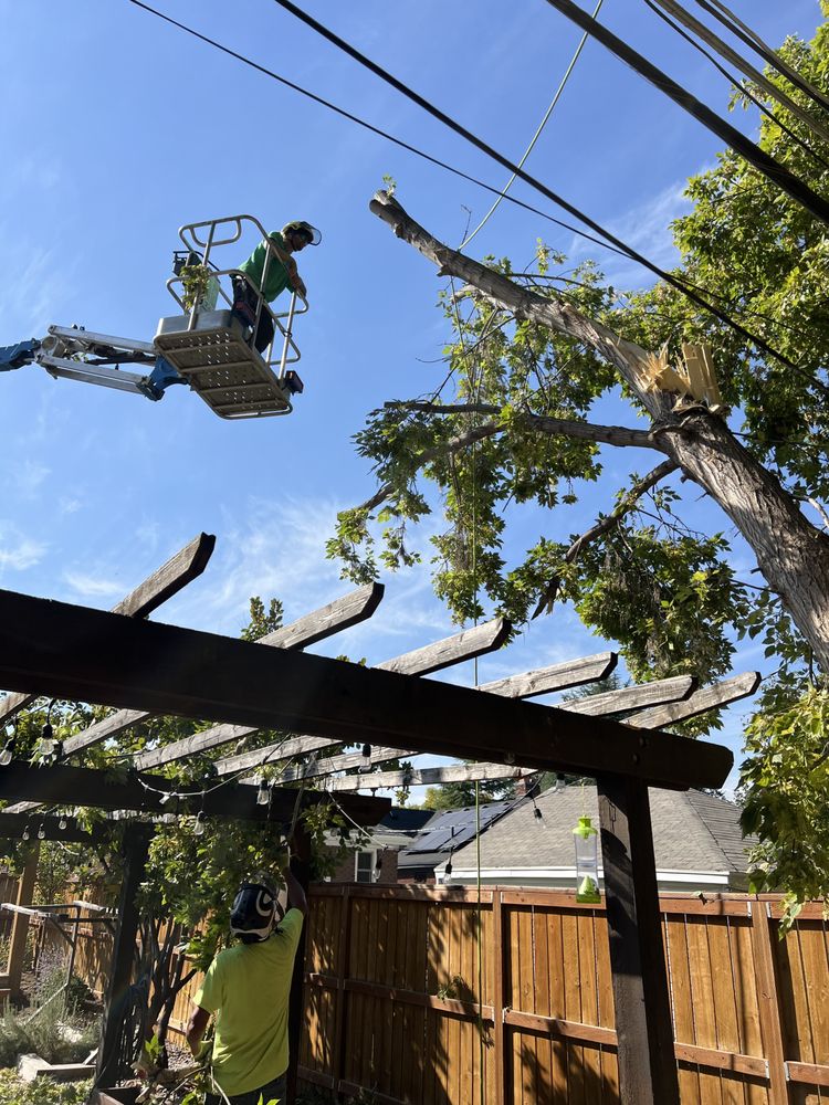 Greenlite Tree Care - tree service in Salt Lake City, UT