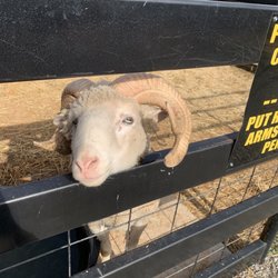 Cowboy Travel Plaza - Sheep