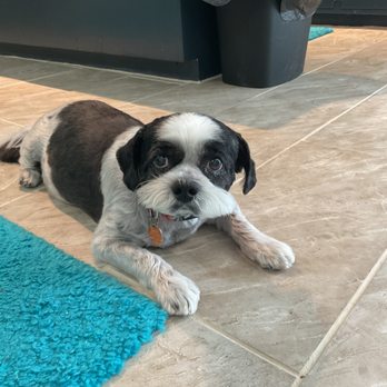 Doggy Bubbles - Pet Groomers Near Me - Ocala, Florida Doggy Bubbles - Pet Groomers Near Me - Ocala, Florida