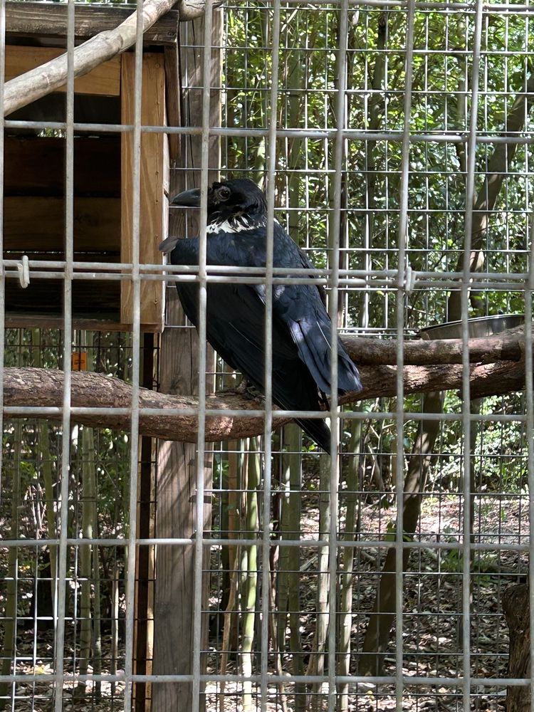 Emerald Coast Zoo Logo