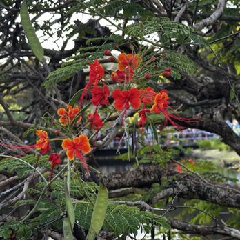 Smith's Family Garden Luau - Music Venues Near Me - Kapaa, Hawaii