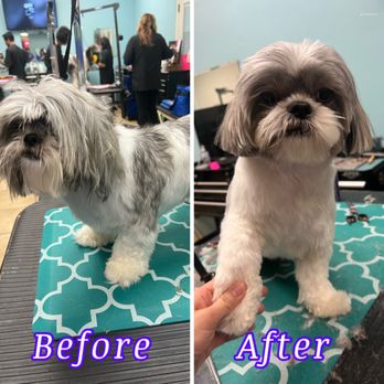 Tiny Little Paws Dog Grooming Services - shih tzu mixed - Pet Groomers Near Me Tiny Little Paws Dog Grooming Services - shih tzu mixed - Pet Groomers Near Me
