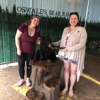 Oswald's Bear Ranch - A cute cub eating strawberry preserves off a long spoon - Zoos Near Me - Newberry, Michigan