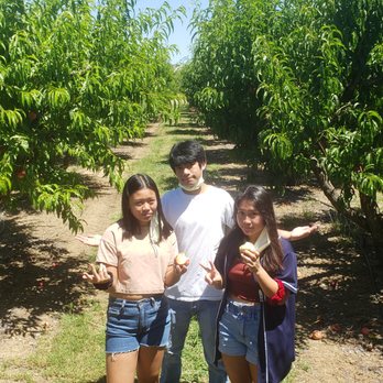Canciamilla Ranch - Kids with many rows of trees - Fruits & Veggies Near Me - Brentwood, California Canciamilla Ranch - Kids with many rows of trees - Fruits & Veggies Near Me - Brentwood, California