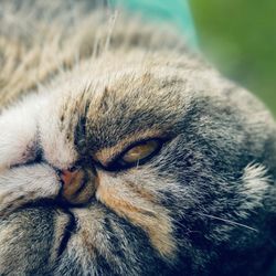 Forsyth Animal Hospital - Greenlee