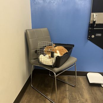 CityVet - Lovers Lane - My cat - Veterinarians Near Me - Dallas, Texas CityVet - Lovers Lane - My cat - Veterinarians Near Me - Dallas, Texas