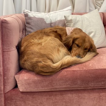 Bride and Bustle - Shop dog Georgie will be frequently found sleeping on her favorite couch! - Bridal Near Me - Los Gatos, California Bride and Bustle - Shop dog Georgie will be frequently found sleeping on her favorite couch! - Bridal Near Me - Los Gatos, California