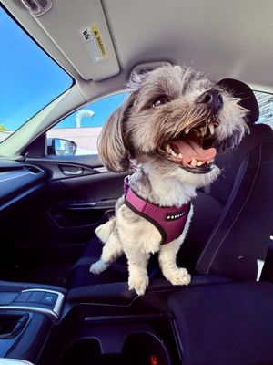 The Puppy Lounge for Little Dogs