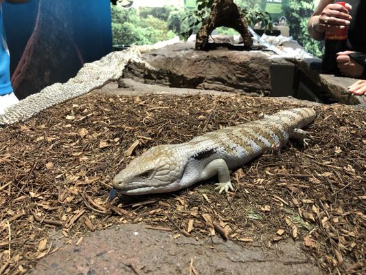 Cairns Aquarium by null