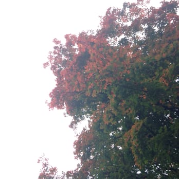 Washington Park Arboretum - The colors in the trees where beautiful here in the fall! - Parks Near Me - Seattle, Washington Washington Park Arboretum - The colors in the trees where beautiful here in the fall! - Parks Near Me - Seattle, Washington