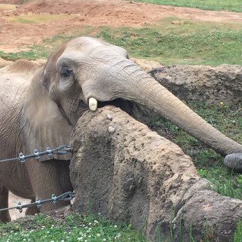 Birmingham Zoo - Zoos Near Me - Birmingham, Alabama