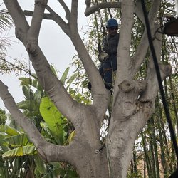 Green Roots Tree Care - Expert removing the tree! So skillful, efficient and strategic!