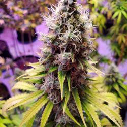 Dean's Oklahoma Cannabis - Oklahoma's Premier Medical Marijuana Grower and Dispensary