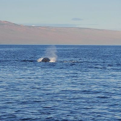 Pacific Whale Foundation by null