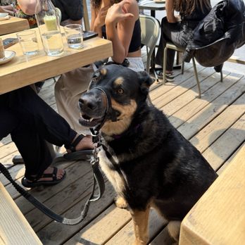 Bar Bara - Happy puppies! - Italian Near Me - Montreal, Quebec