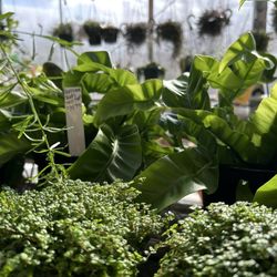 Shelburne Farm and Garden - Fern selection