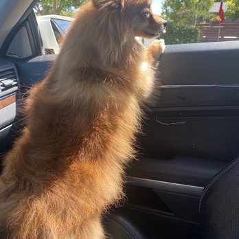 Just Groom It By Leah - Winstons luxurious locks after his blow out - Pet Groomers Near Me - Orangevale, California