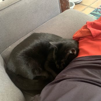 HUNTER’S KITTEN LOUNGE - Updated August 2025 - 70 Photos & 11 Reviews