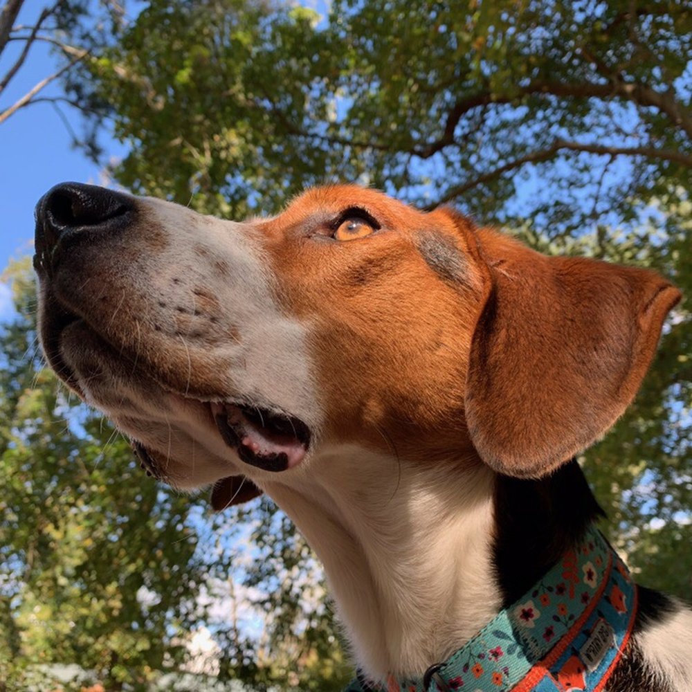 A Tail Away  Inc - Woody enjoying the grounds at A Tail Away. - Pet Boarding Near Me - Canton, Georgia