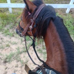 Rising Oaks Horsemanship