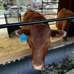 The Ice Cream Barn - Trixie the cow