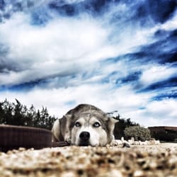 Lorenzo's Dog Training Team - Niya the beautiful Husky!