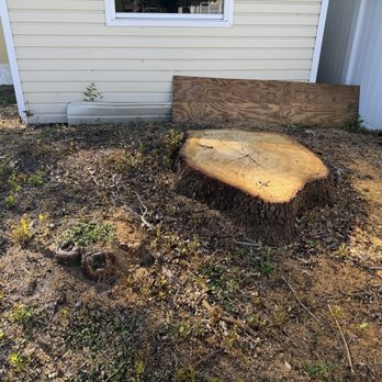 Five Star Tree Service - Tree Services Near Me - Bradenton, Florida Five Star Tree Service - Tree Services Near Me - Bradenton, Florida