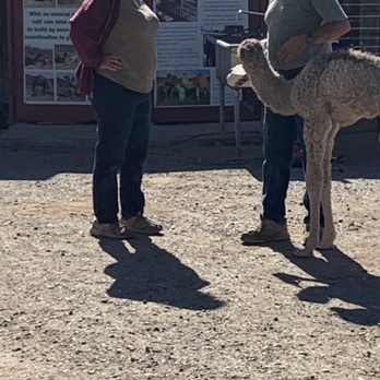 Oasis Camel Dairy - Baby camel being fed. - Attraction Farms Near Me - Ramona, California Oasis Camel Dairy - Baby camel being fed. - Attraction Farms Near Me - Ramona, California