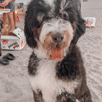 Canine Coiffures - Accidentally took him to the beach after his grooming appointment - Pet Sitting Near Me - San Diego, California Canine Coiffures - Accidentally took him to the beach after his grooming appointment - Pet Sitting Near Me - San Diego, California