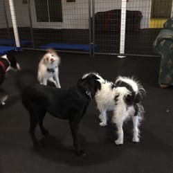 Dirty Dog Daycare - Inside play area