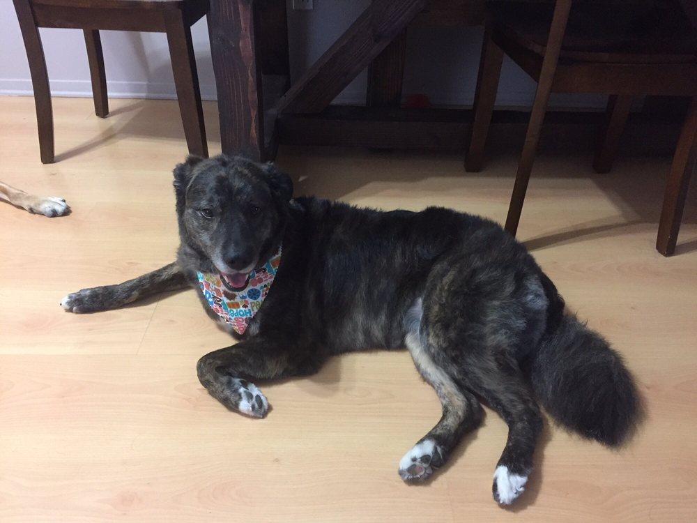 pampered paws brooklyn