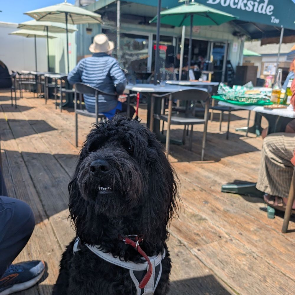 Tognazzini's Dockside Too - My doodle loves the seagulls, doggoes, free water bowl, and music. - Seafood Near Me - Morro Bay, California Tognazzini's Dockside Too - My doodle loves the seagulls, doggoes, free water bowl, and music. - Seafood Near Me - Morro Bay, California