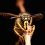 Photo of Family Home Pest Control