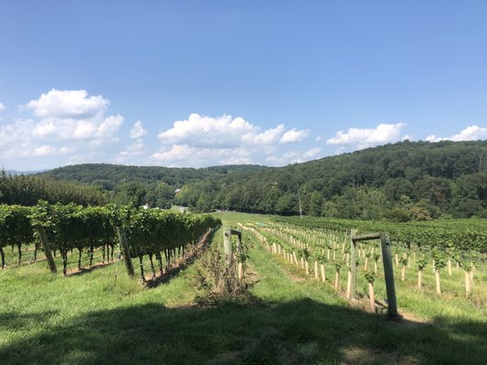 CAVE RIDGE VINEYARD - 56 Photos & 54 Reviews - 1476 Conicville Rd ...