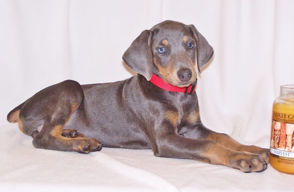 SHADY GROVE KENNEL Updated October 2024 10 Photos 419 Shady Grove