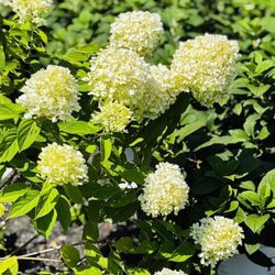 Willow Shade Nursery