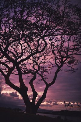 Kapalua Bay Beach by null