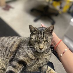 Ozzy's Automotive - Sable the shop cat.