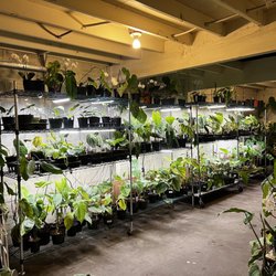 Emerald City Orchids - Aroid and topicals room