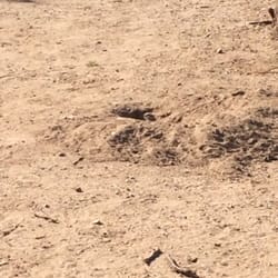 Santa Cruz River Park Disc Golf Course - Ground squirrels!