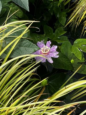 Fantastic Umbrella Factory by null