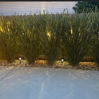 Rhodes Mosquito Relief - Mosquito Control, Normal, IL - Pest Control Near Me - Normal, Illinois